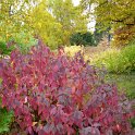 Cornus alba automne P25 (2)